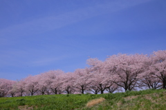 花の宴