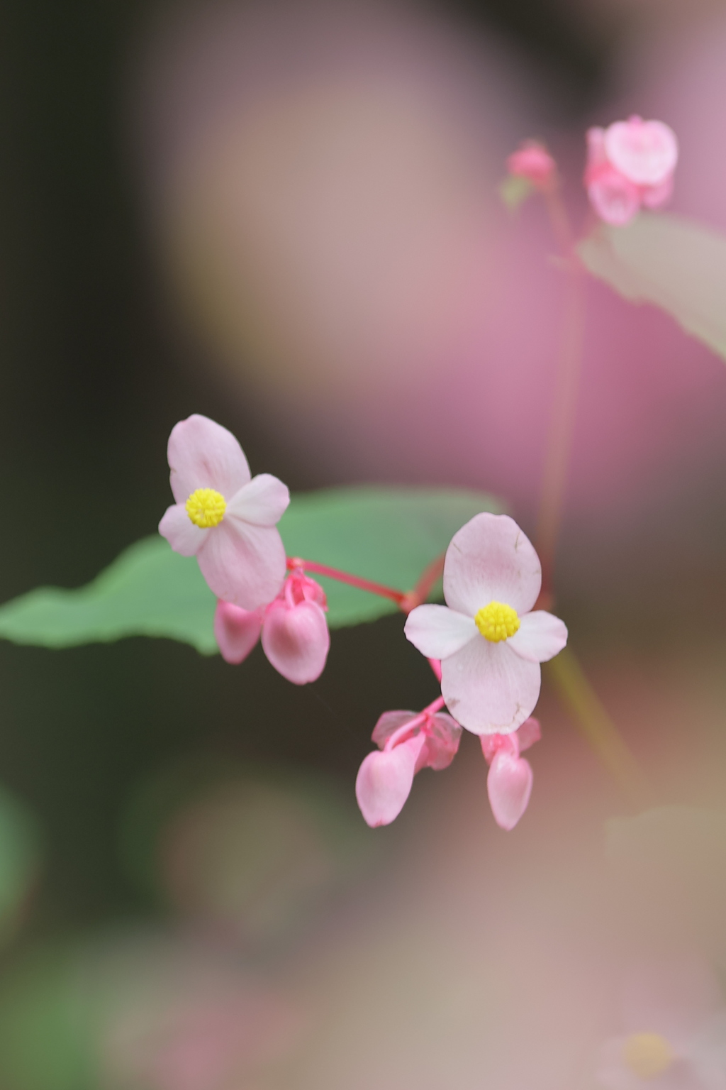 秋の野辺Ⅱ