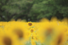 暑さにも負けず