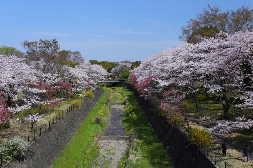 花盛り