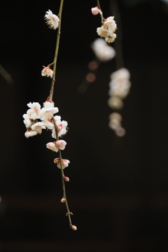 春告げ花