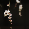 春告げ花