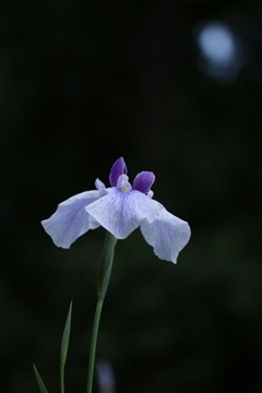 菖蒲
