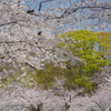 春うらら