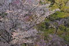 春を愛でる