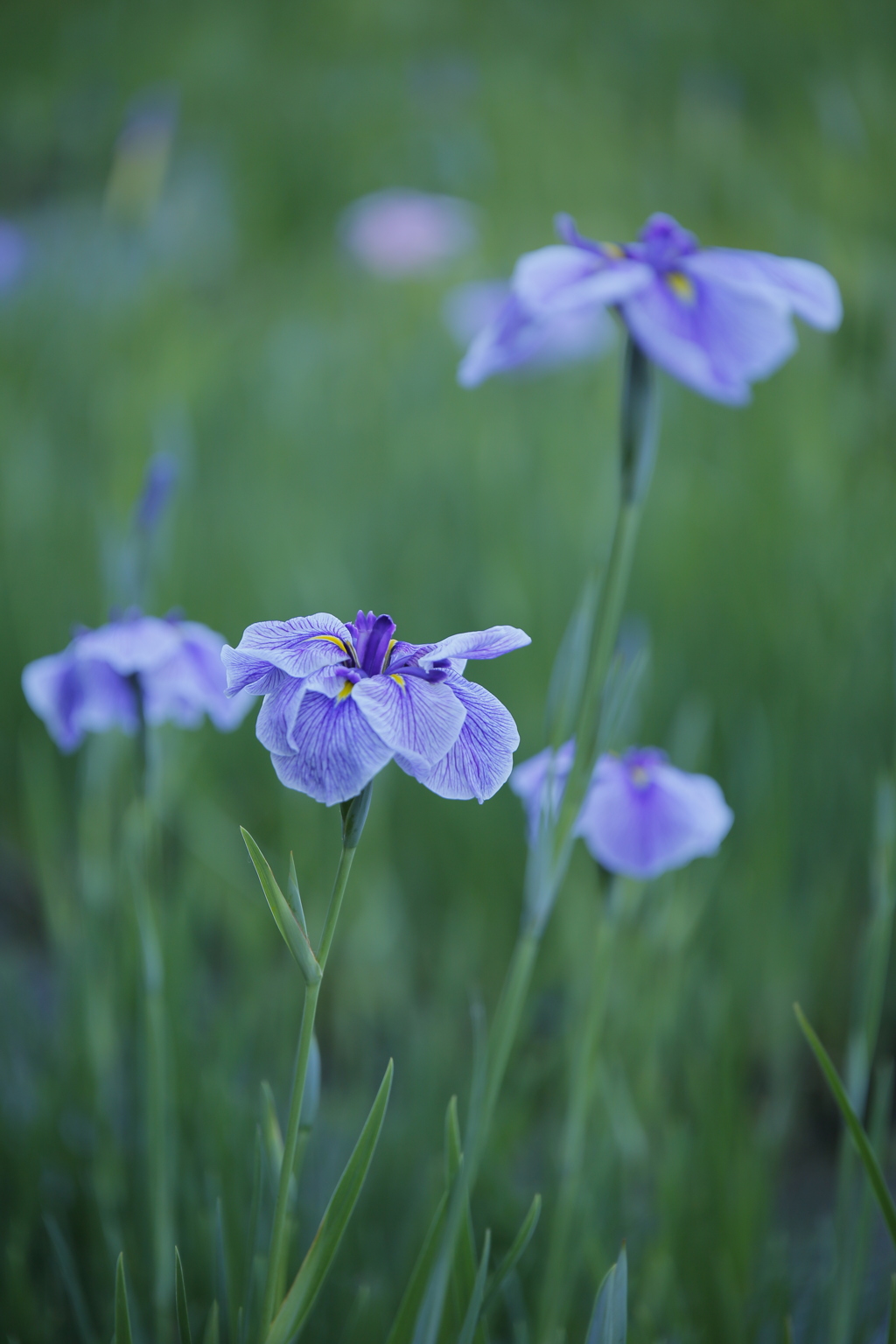 花菖蒲