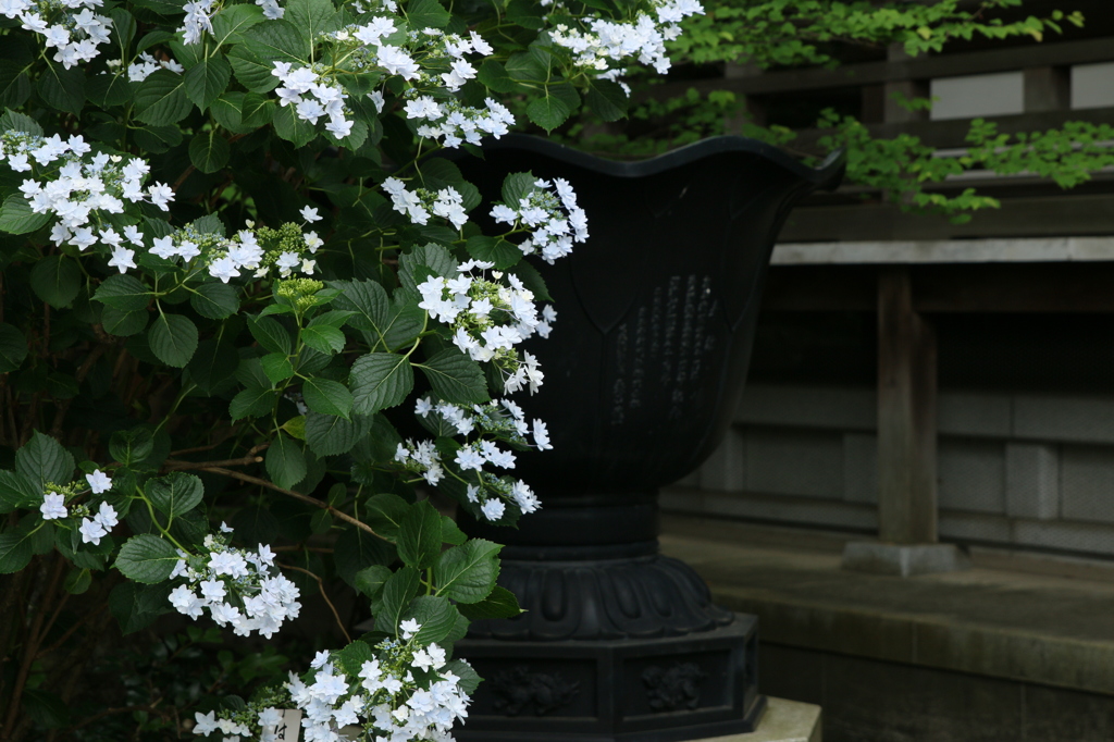 紫陽花