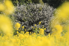 梅・菜の花　コラボⅡ