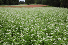新そばの香り