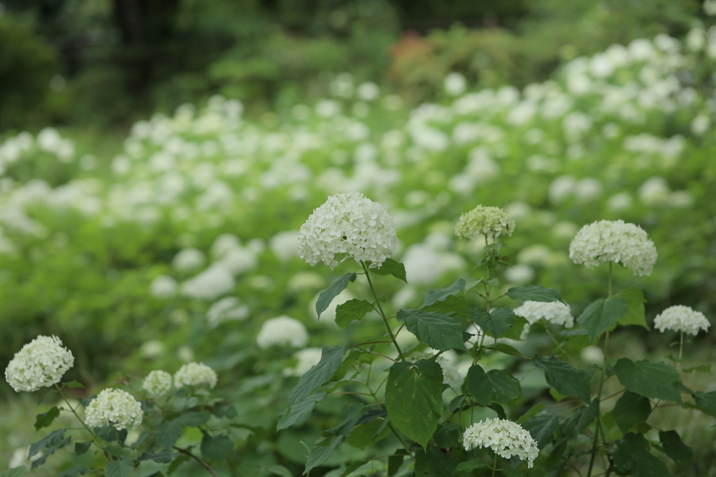 紫陽花の園