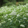 紫陽花の園