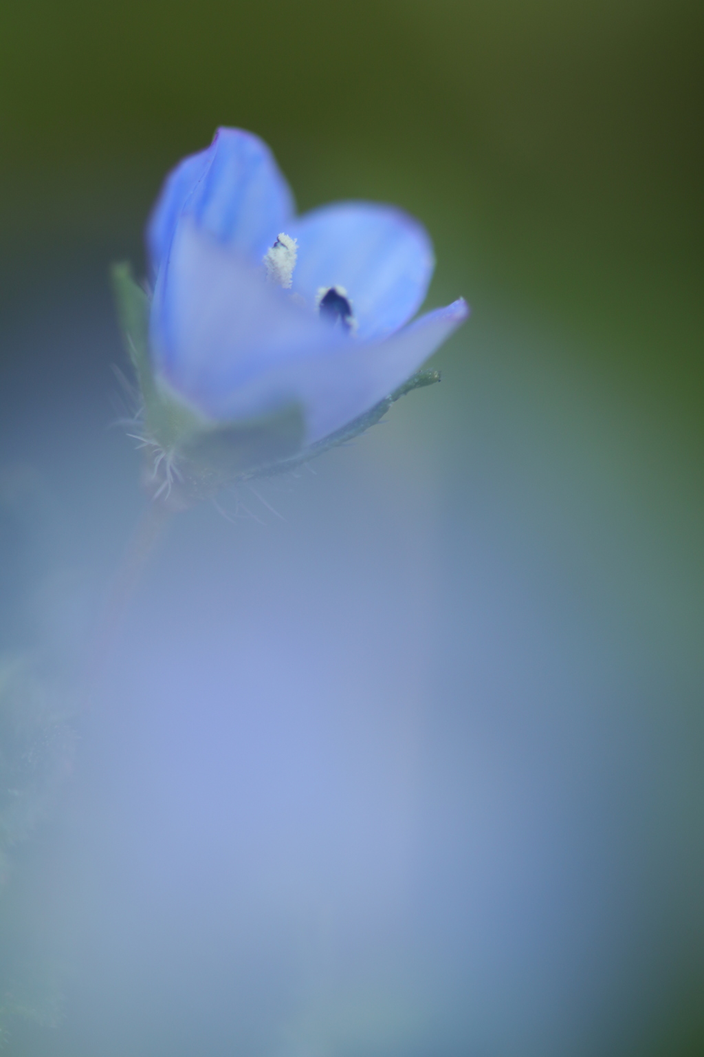 小さな春Ⅲ