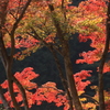 鎌北湖の秋
