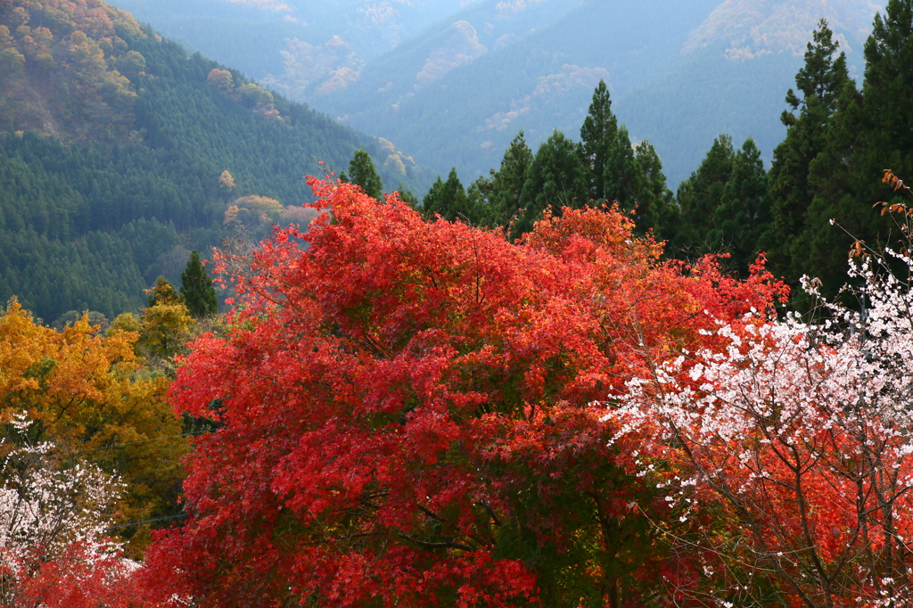 城峯公園