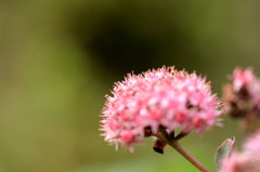 道端においてあった鉢植えの花