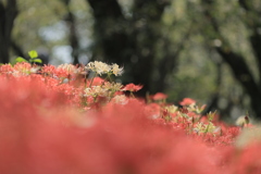 初秋の花園Ⅱ