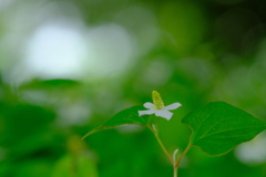地表の初夏Ⅵ