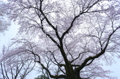 サクラ、サクラ