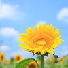 夏～Ⅱ　ＳＳ８０００分の１秒