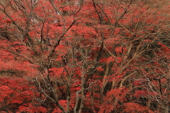 里山の紅葉