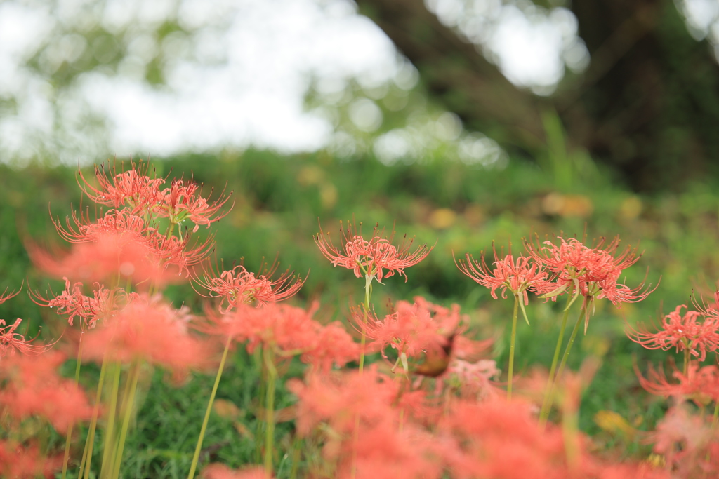 花園Ⅴ