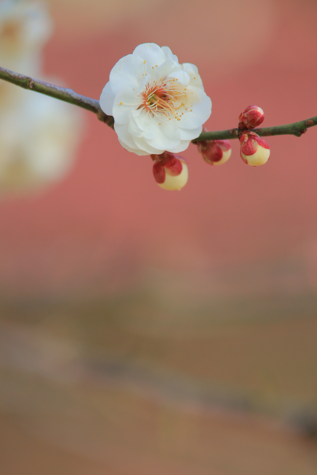 春は、そこまで・・・