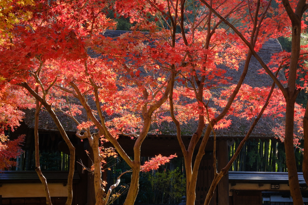 荘厳