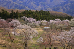 高楼