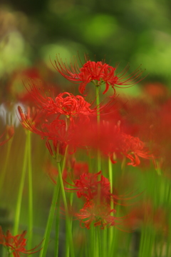 曼殊沙華