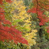 秋の有彩色Ⅲ