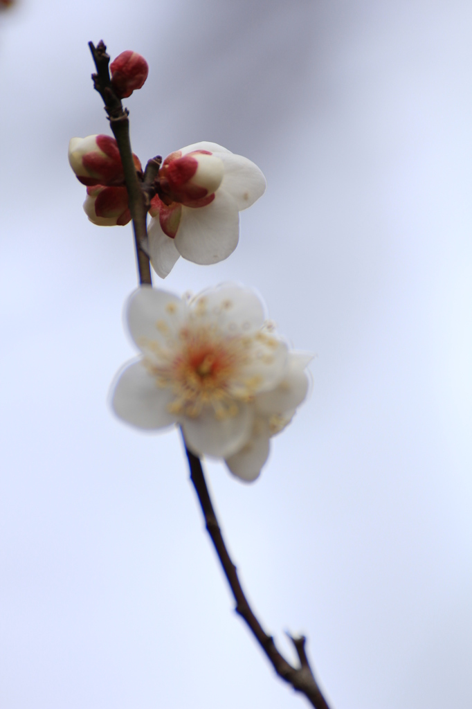 白梅（冬至）