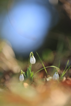 スノードロップ