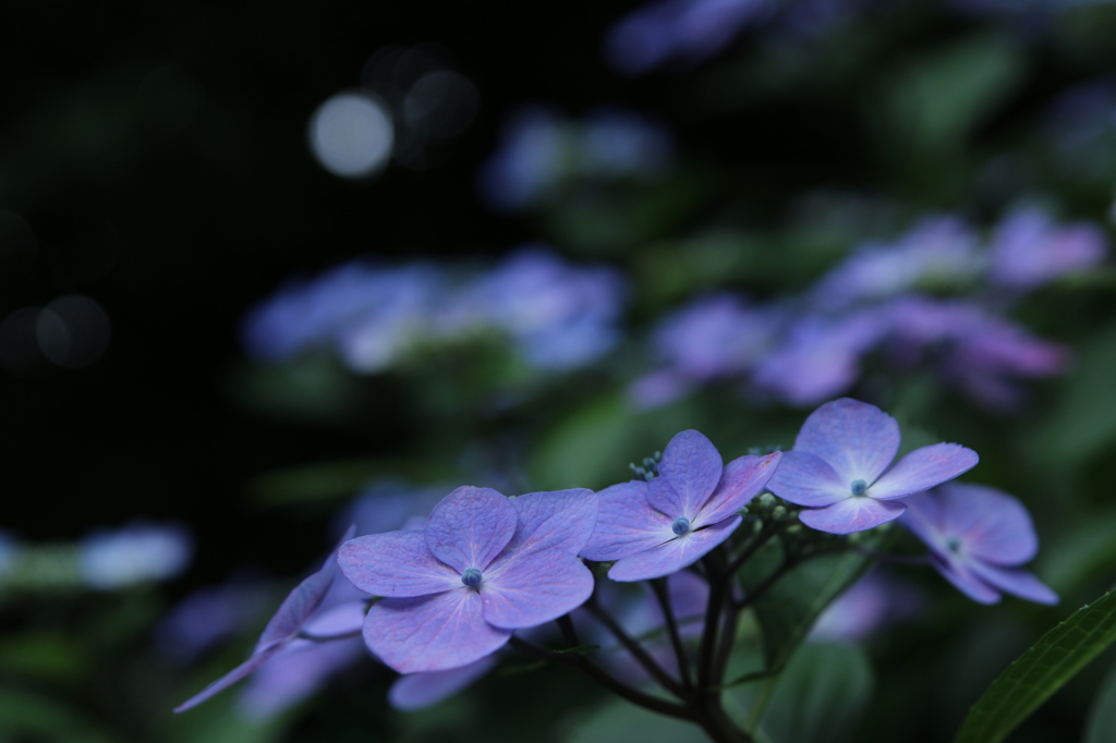 紫陽花