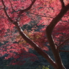 錦秋Ⅲ