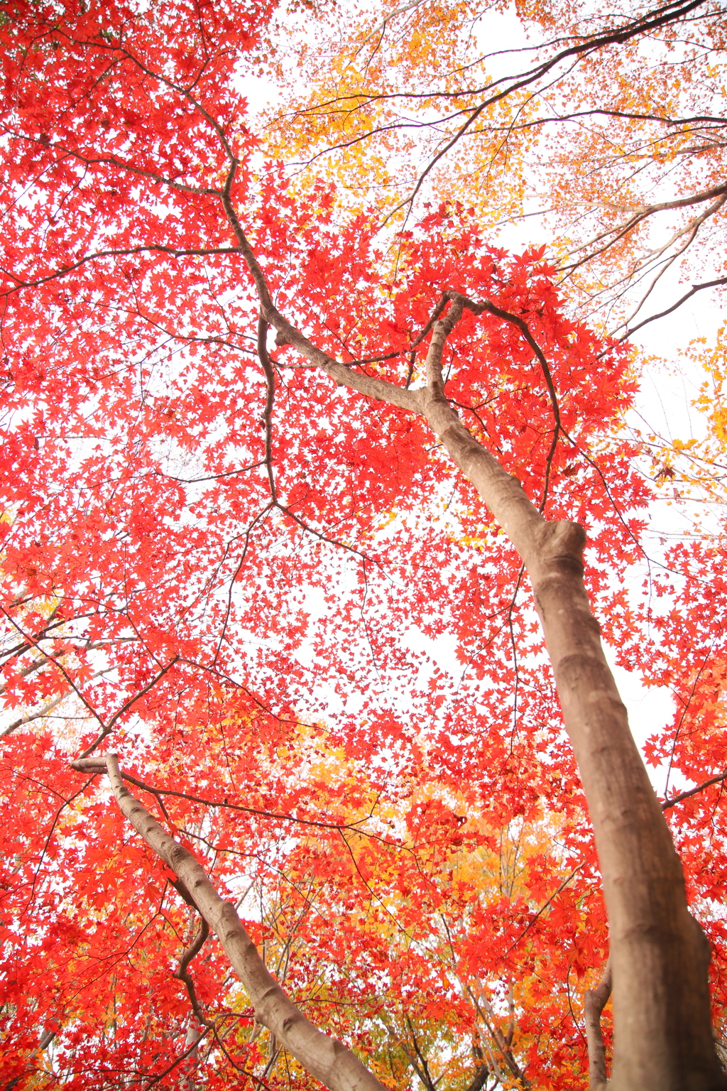 天まで紅葉