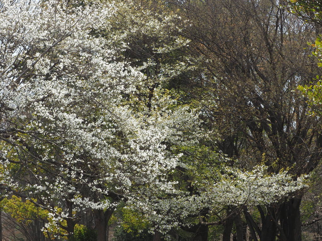 桜咲く