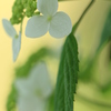 紫陽花