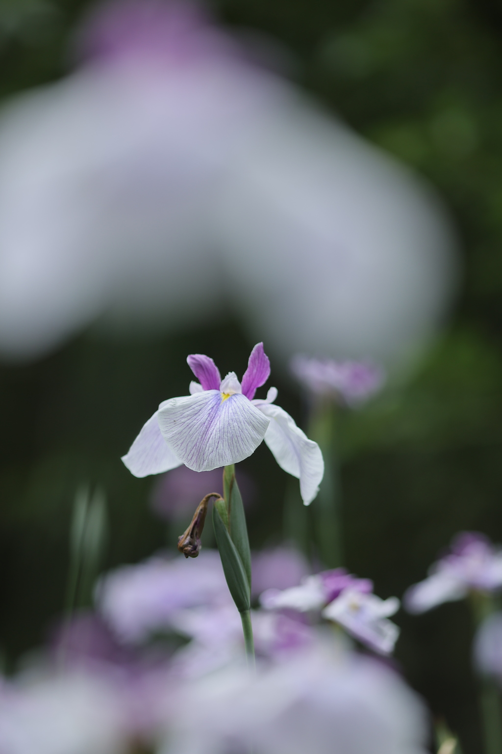 雨の季節Ⅺ