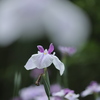 雨の季節Ⅺ