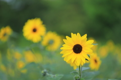 夏の風物詩Ⅱ