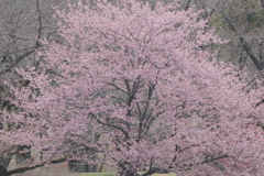 桜咲く