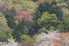 里山の春Ⅲ