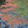渓谷の錦秋Ⅴ（有間渓谷）
