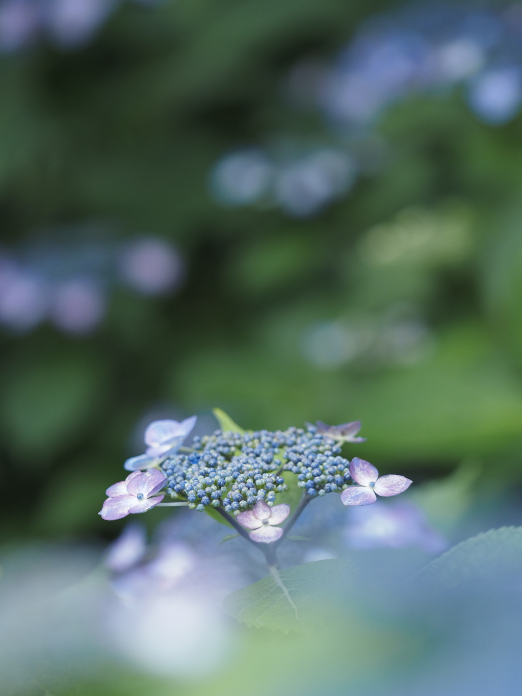 雨の季節Ⅲ