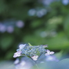 雨の季節Ⅲ