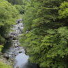 渓谷の春Ⅳ