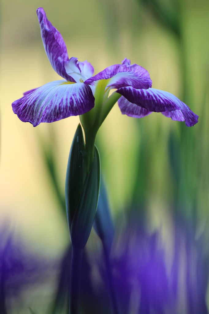 菖蒲