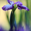 菖蒲