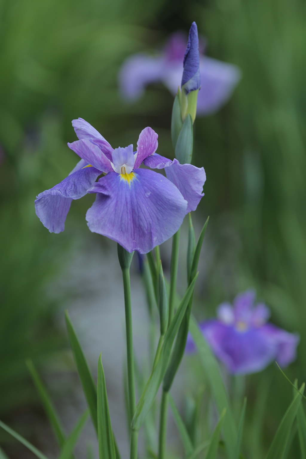 花菖蒲