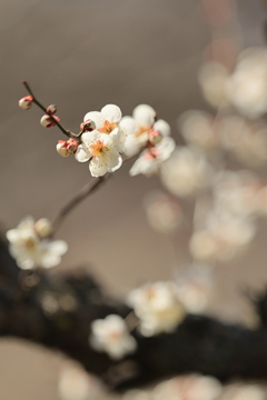 春告げ